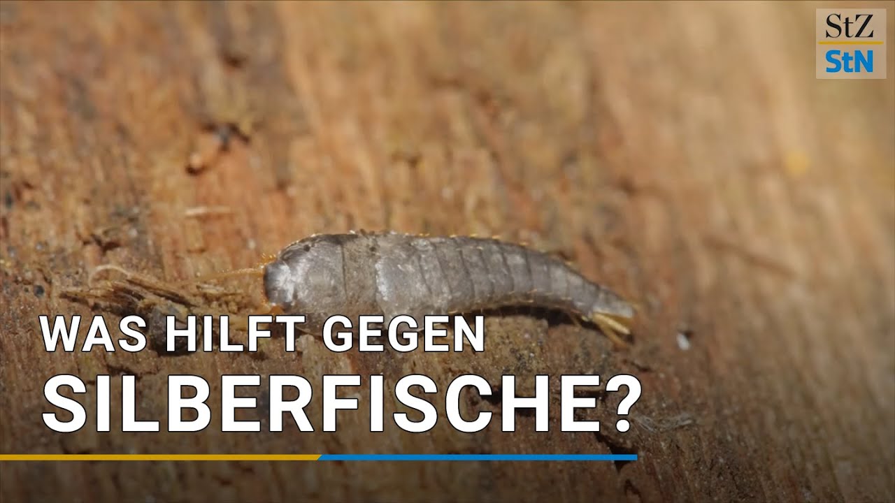 Silberfische erkennen, bekämpfen und endgültig loswerden [Tipps & Tricks]