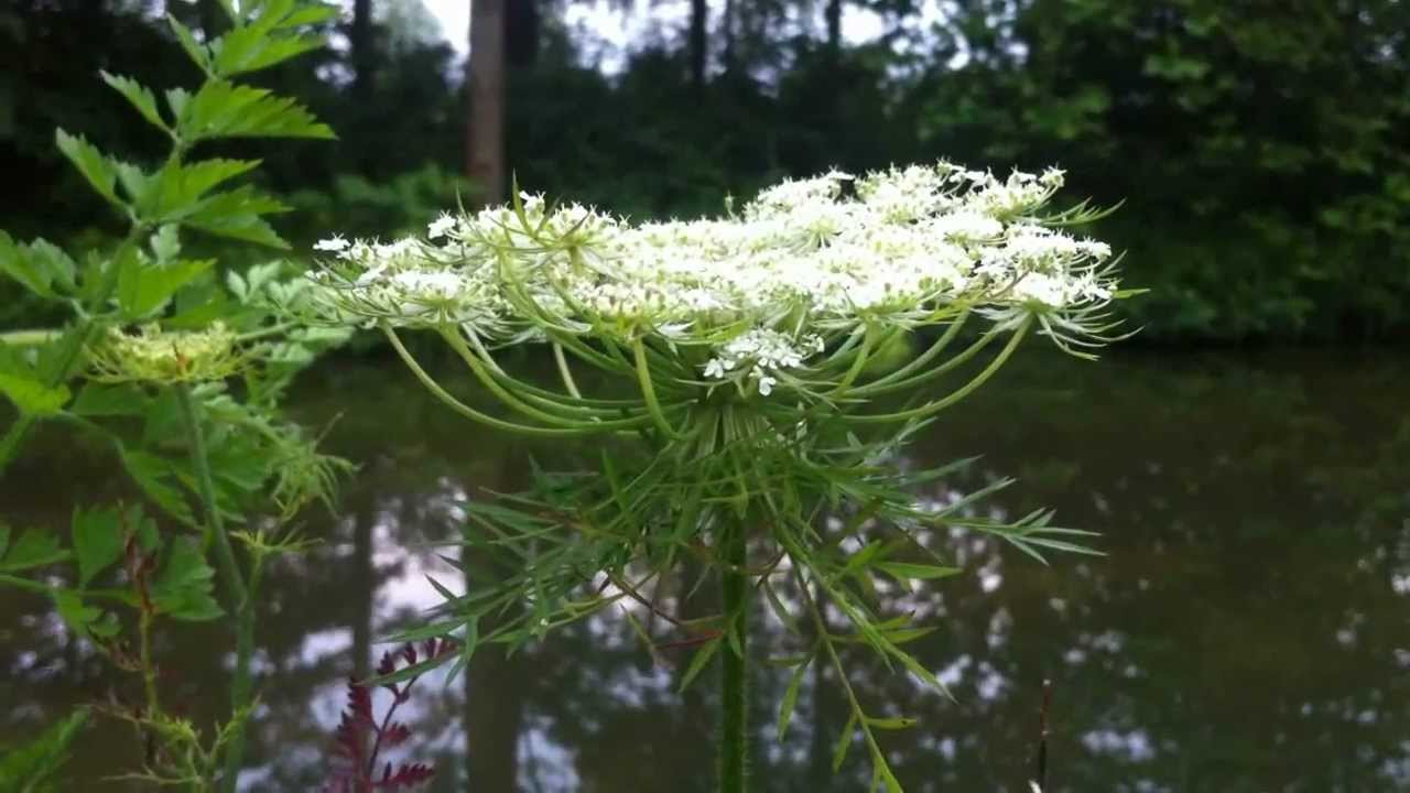 Wild Carrot (Daucus Carota) - 2012-07-02
