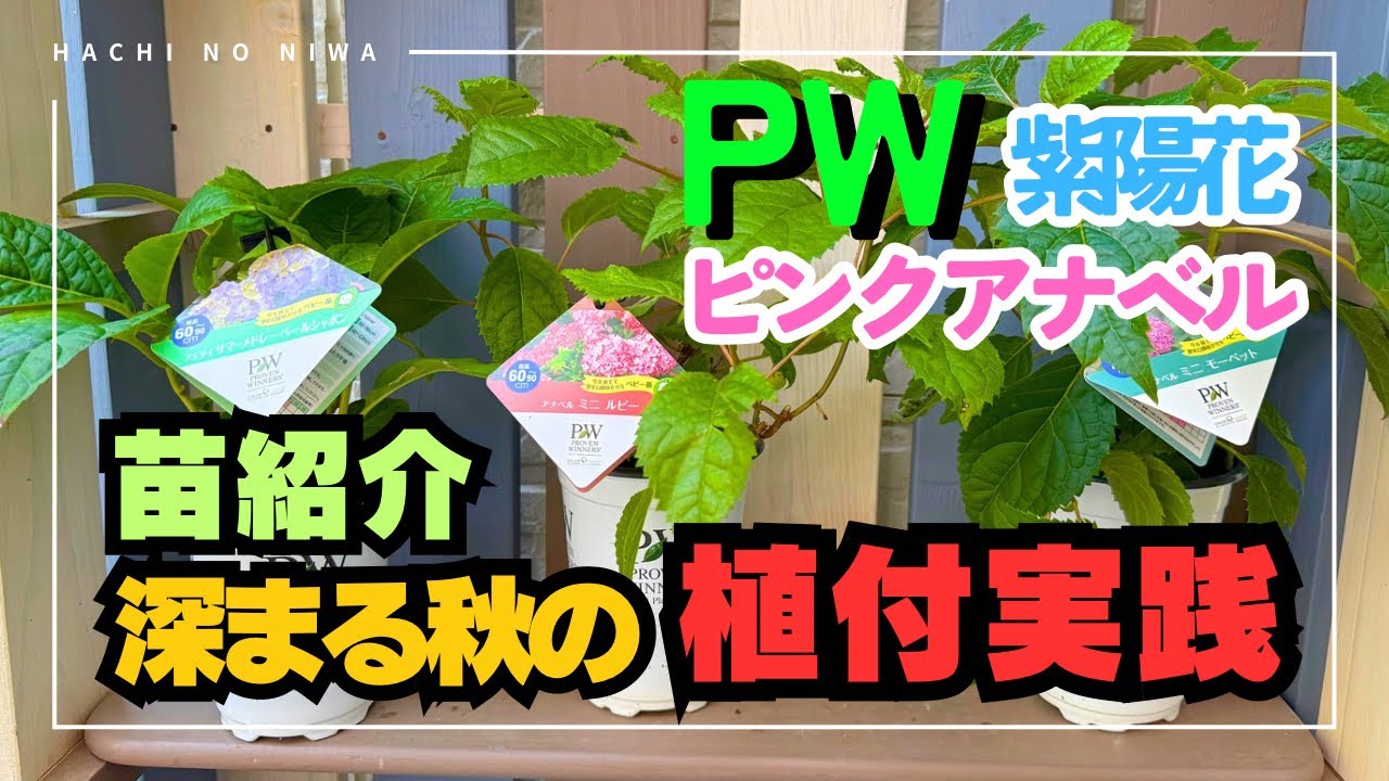 【PW紫陽花とアナベル紹介】秋深まる時期の植え付け実践🍁紫陽花とピンクアナベル2種をお迎え🌸【hydrangea】【gardening】