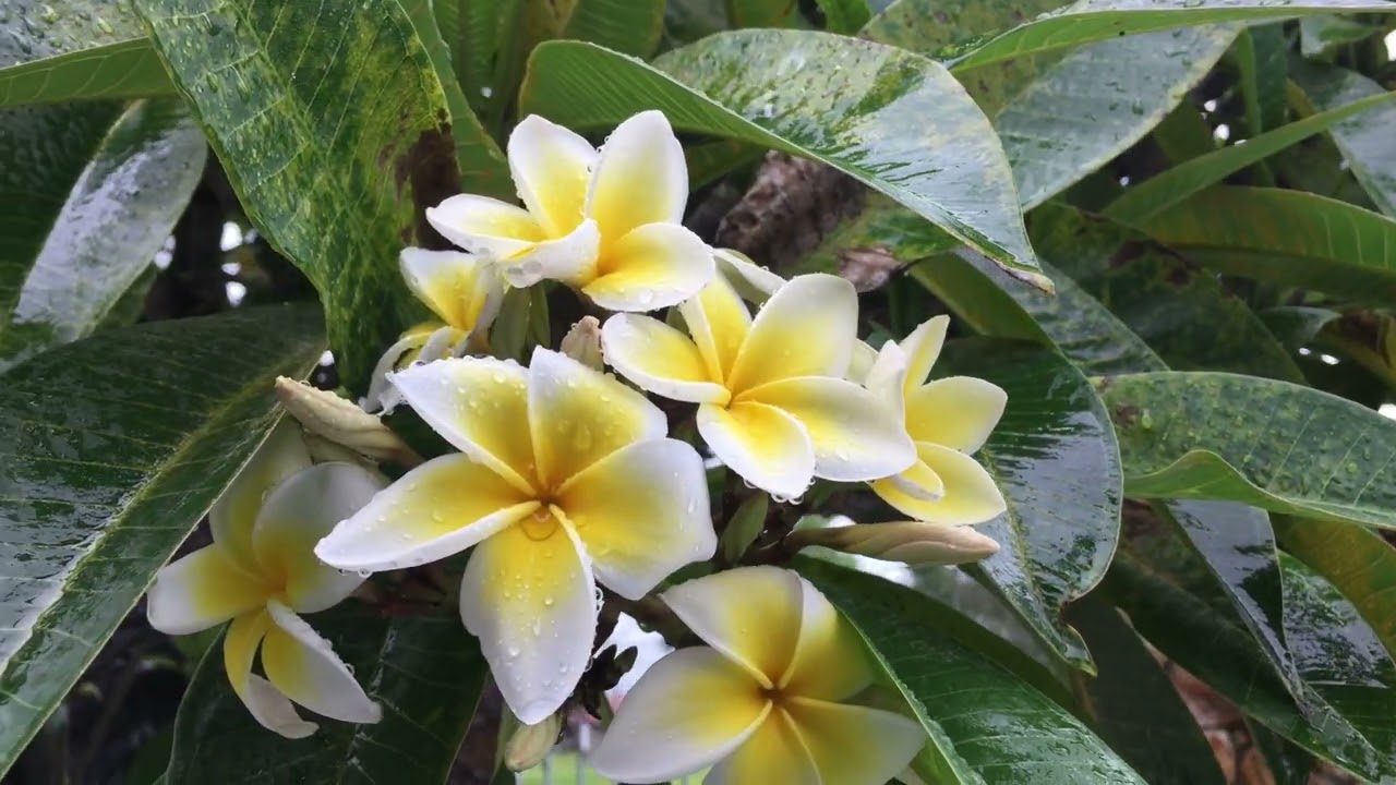 KISS THE RAIN (Yiruma) Instrumental Cover -Yamaha Clavinova CVP 809