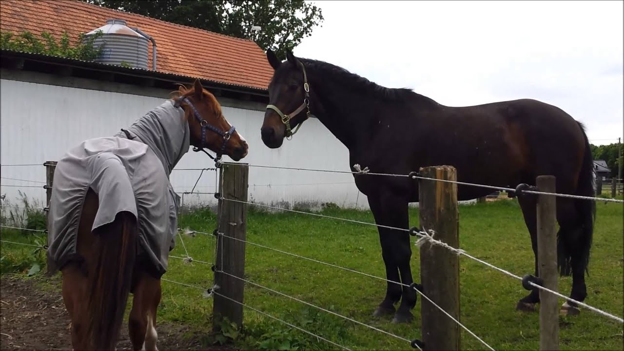 Rossige Stute - Liebe kann so schön sein :-D