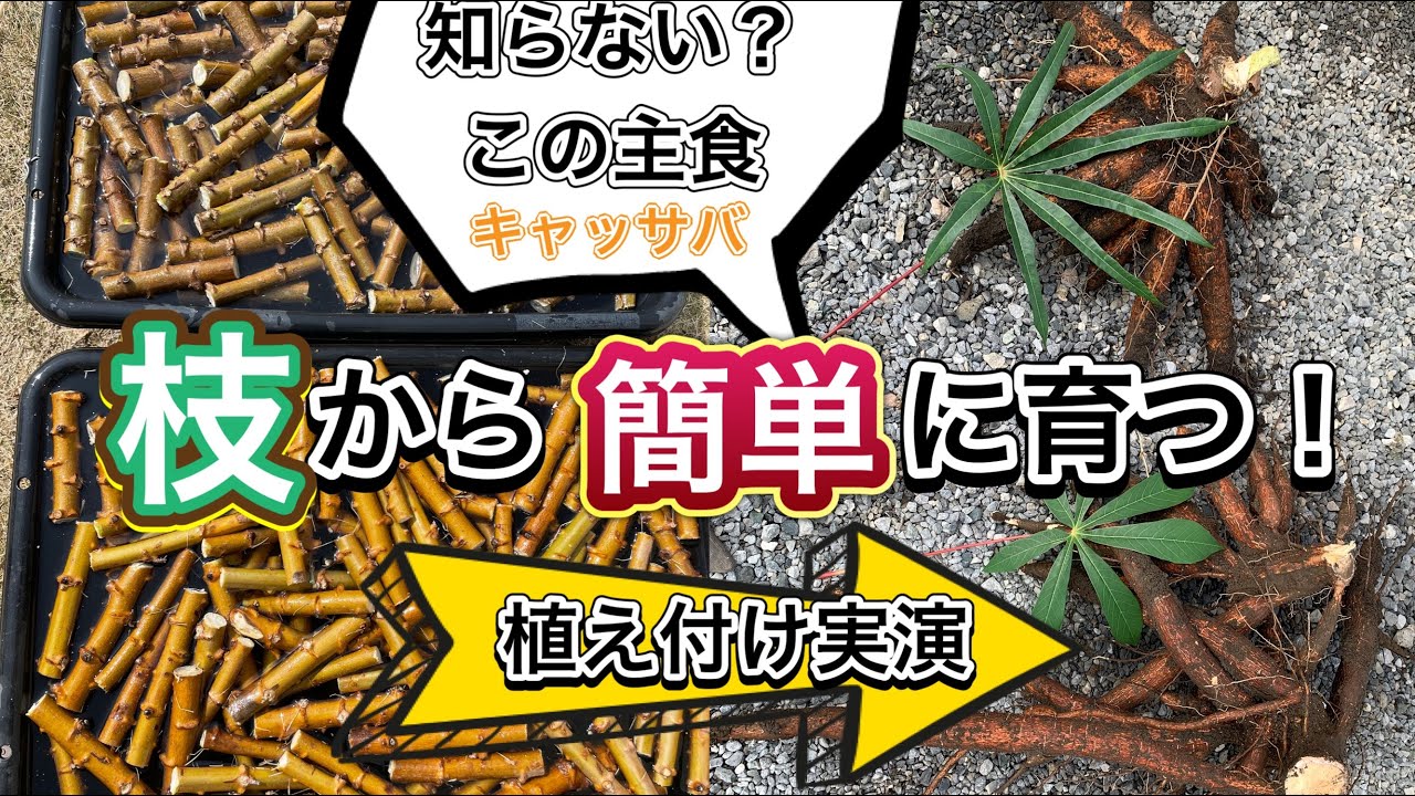 【激うまキャッサバ】枝から簡単に収穫できる！家庭菜園で楽しむ美味しい野菜。植え付け実演と豆知識を教えます。