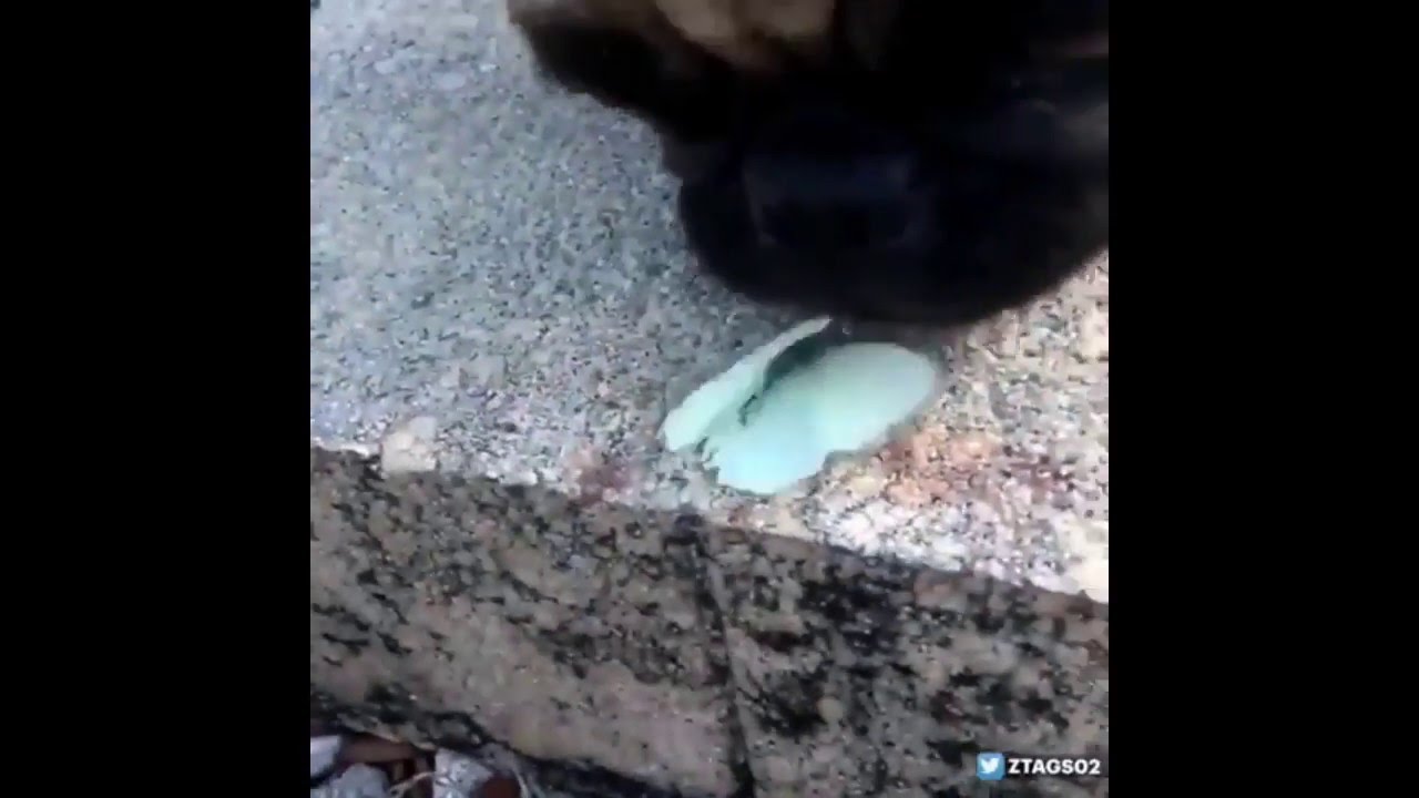 A Butterfly Bentley Vine (Loop) Dog eats butterfly