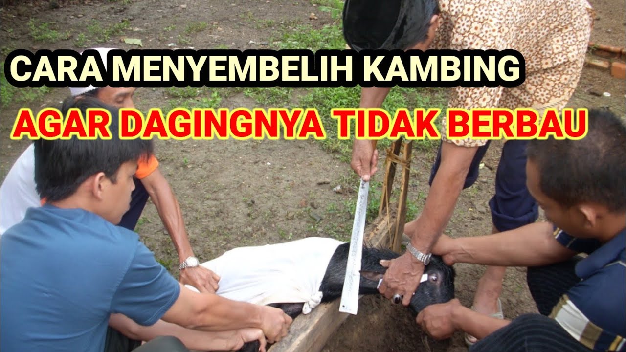 CARA MENYEMBELIH HEWAN KURBAN KAMBING AGAR TIDAK BERBAU PRENGUS