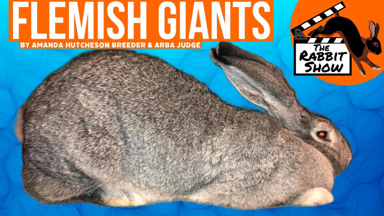 Flemish Giants The Universal Breed by Amanda Hutcheson, Breeder and ARBA Judge