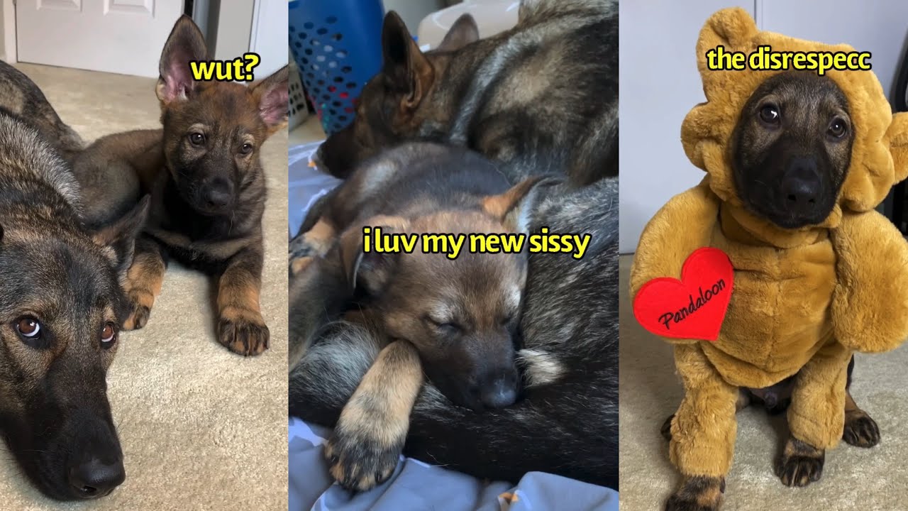 My Puppy’s First 30 Days Home