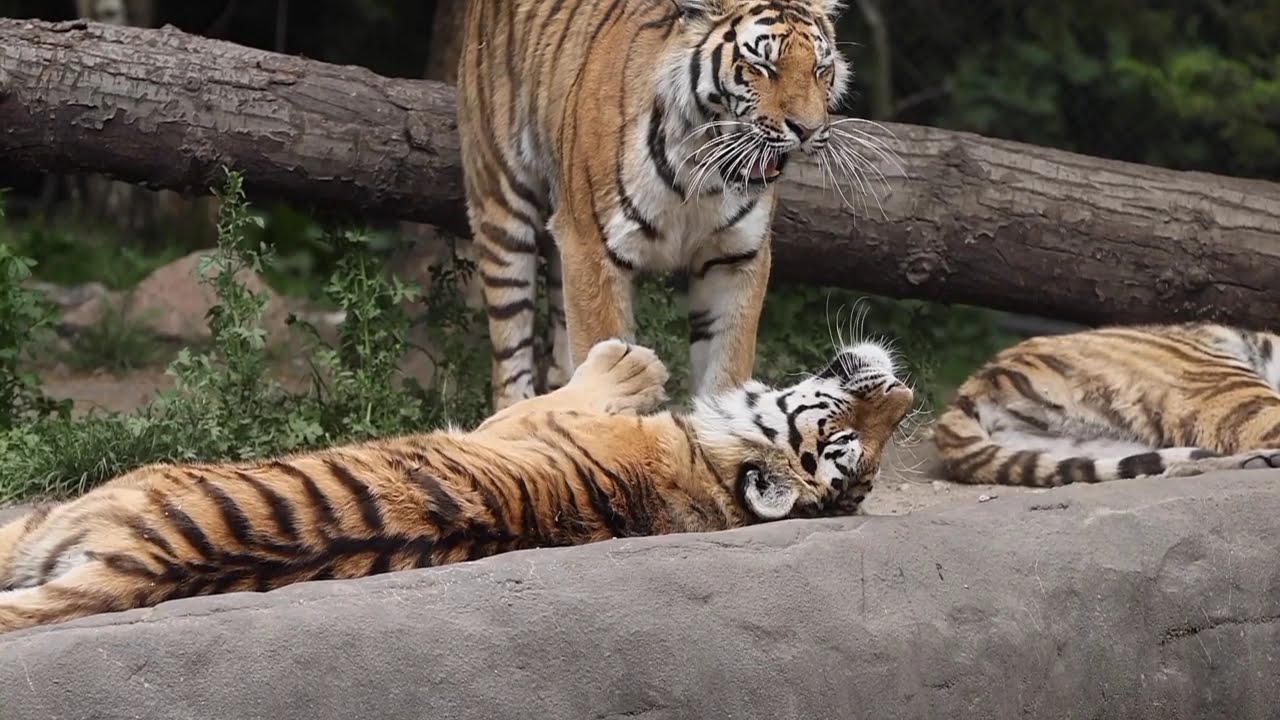 forest animals | Earth animal | lion elephants animal lovers.