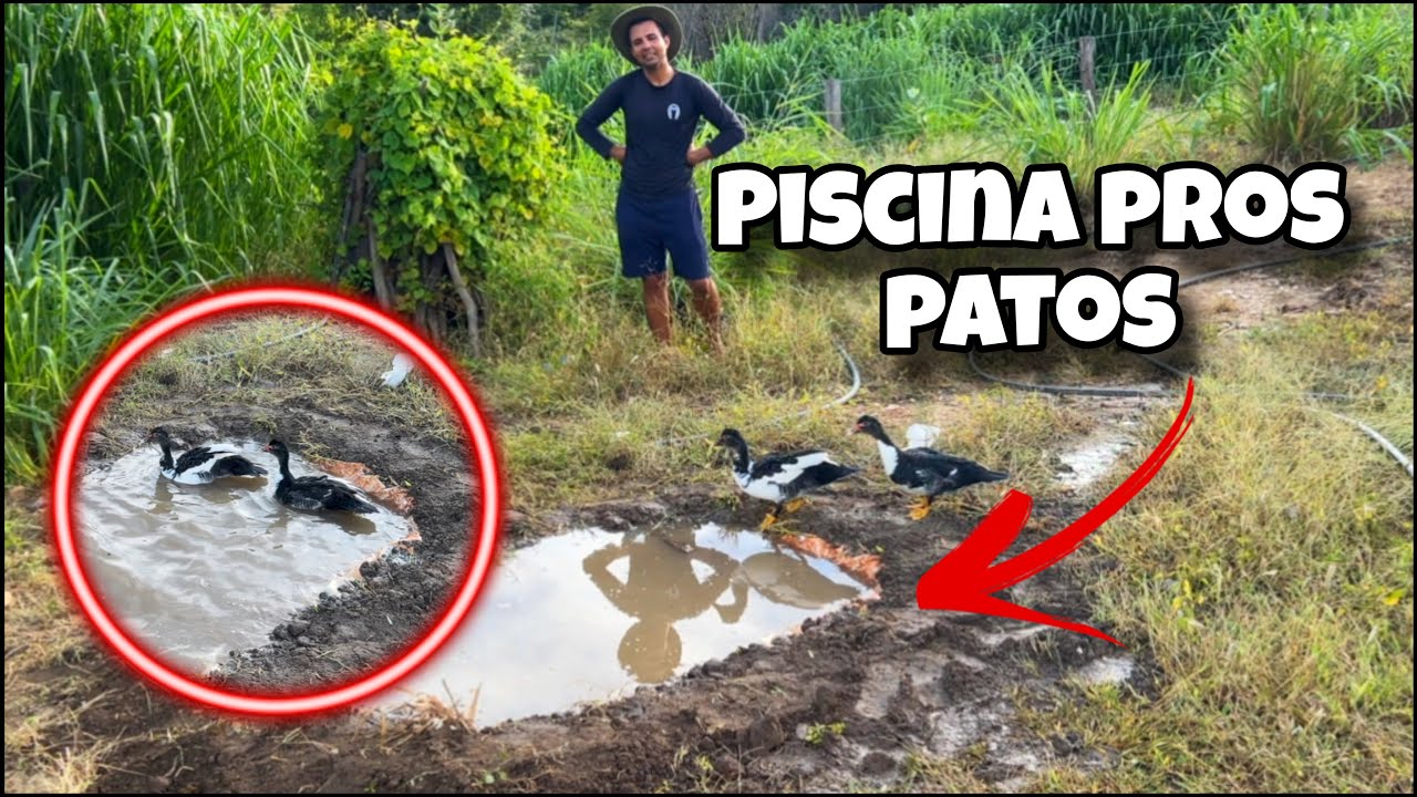 FIZEMOS UMA PISCINA NO QUINTAL PROS PATOS /FOMOS JANTAR COM MINHA MÃE 