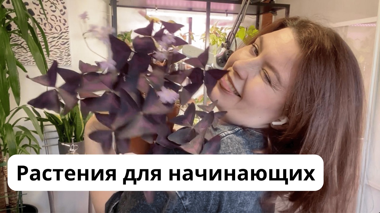 2026 Моя коллекция комнатных растений 🌿 для новичков, которые я рекомендую 🪴 без спатика и замика!