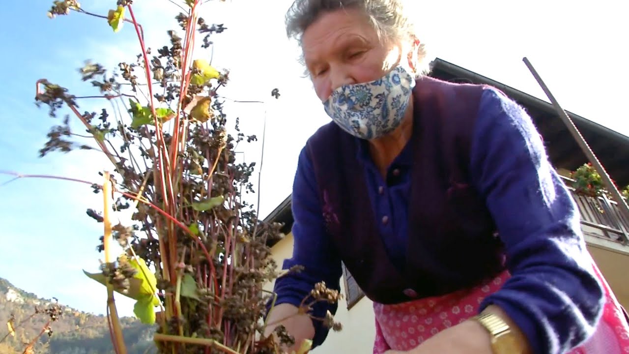 VALLE DI TERRAGNOLO: IL RITORNO DEL GRANO SARACENO
