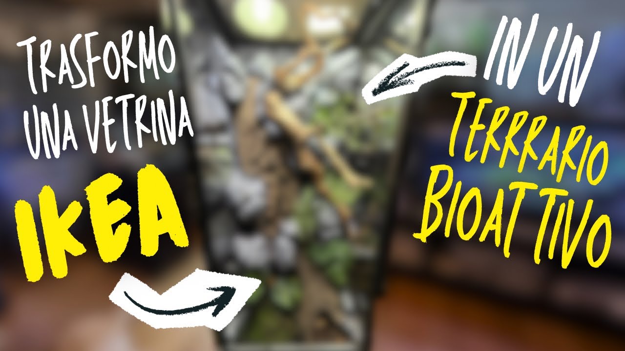 Ho fatto un Terrario Bioattivo in una vetrina Ikea - Anolis Roquet summus  macouba (Rare anolis)