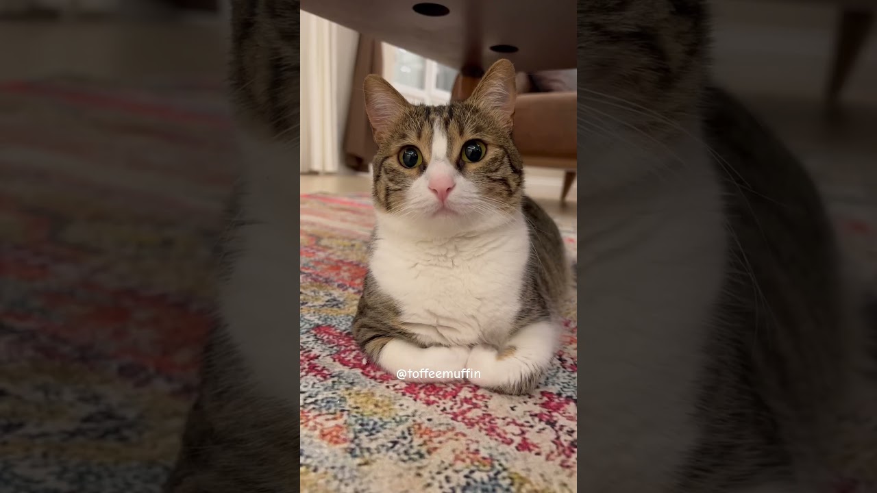 Never forget me? #tabbycat #tabby  #pets #shorts #cute