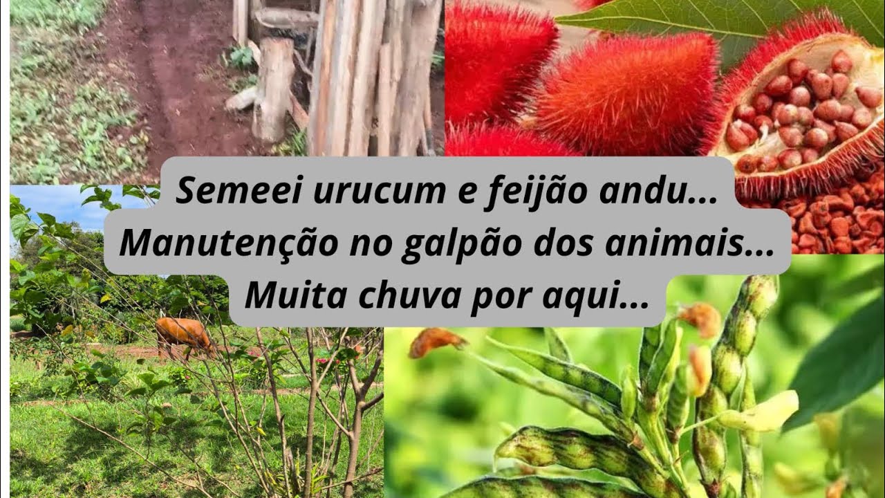 Manutenção no galpão, plantei coisas diferentes. Será que vai dar certo?