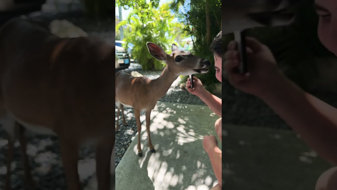 Key deer at No Name Pub
