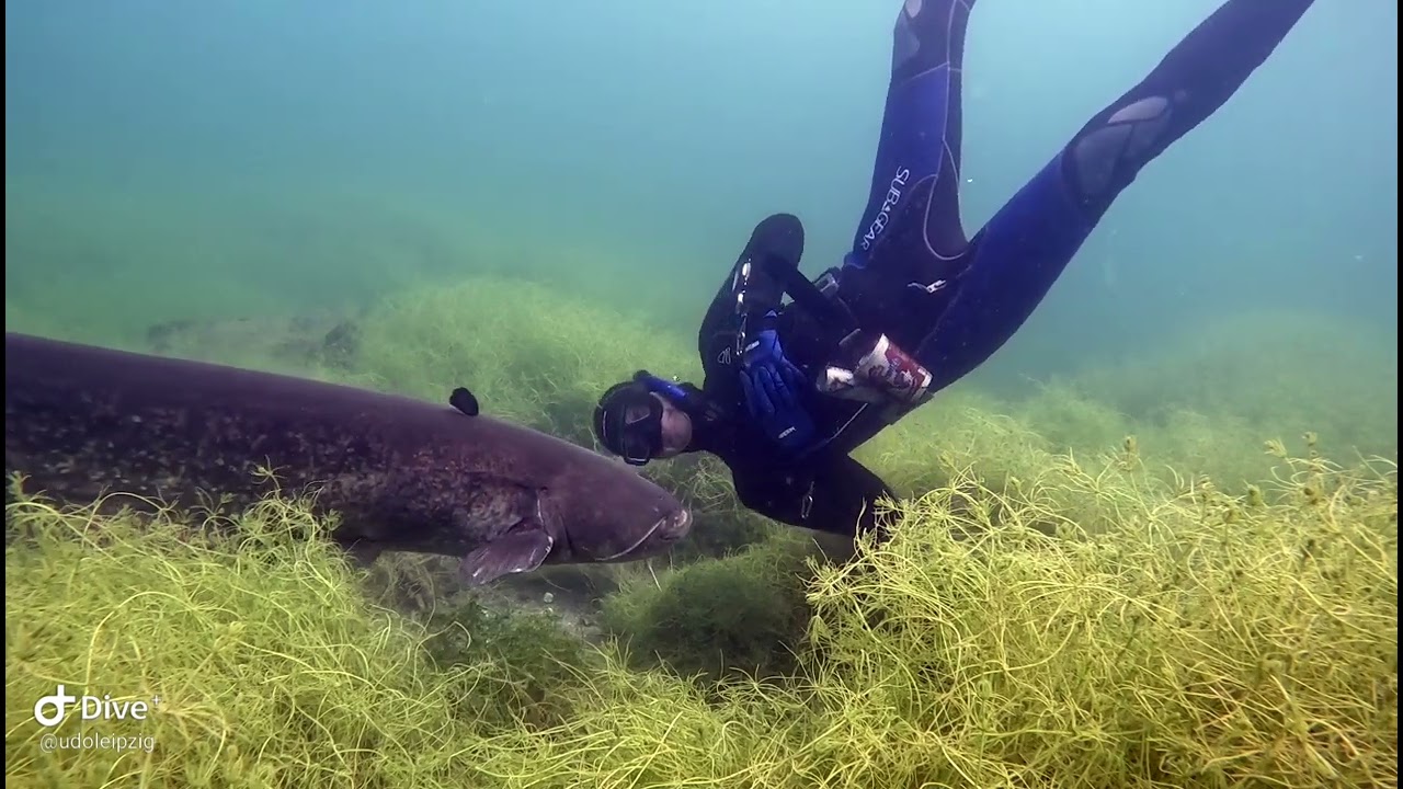 Freediving mit Wels, Waller in einem See bei Leipzig.