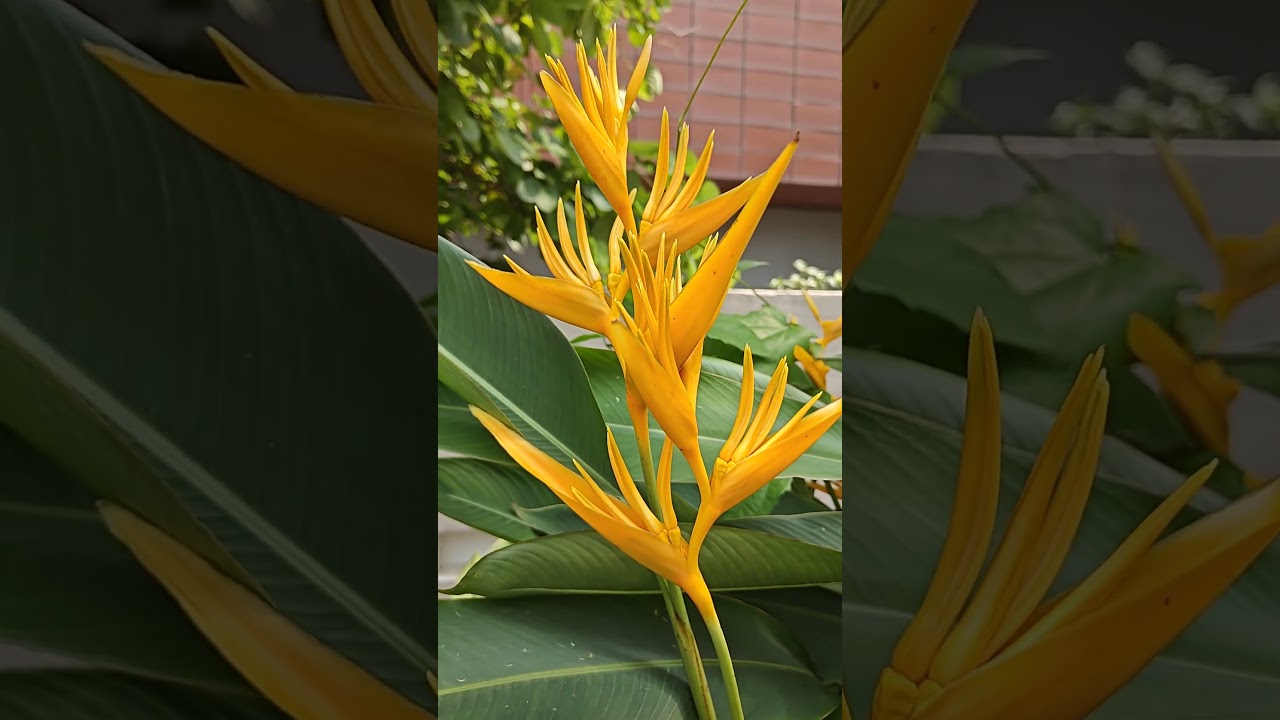 Colorful Heliconia Flowers