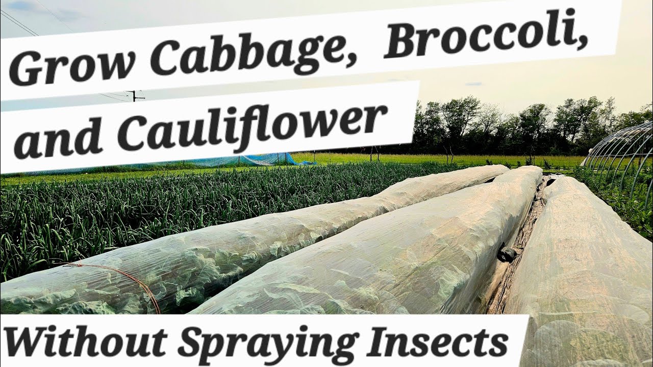 How to Grow Broccoli, How to Grow Cauliflower, and How to Grow Cabbage Without Insecticides