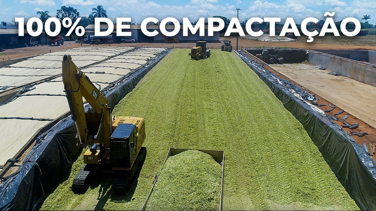 8.500 TONELADAS DE SILAGEM COMPACTADA: COMO PRODUZIR VOLUMOSO DE QUALIDADE, QUERÊNCIA DO GUAÇU 🇧🇷
