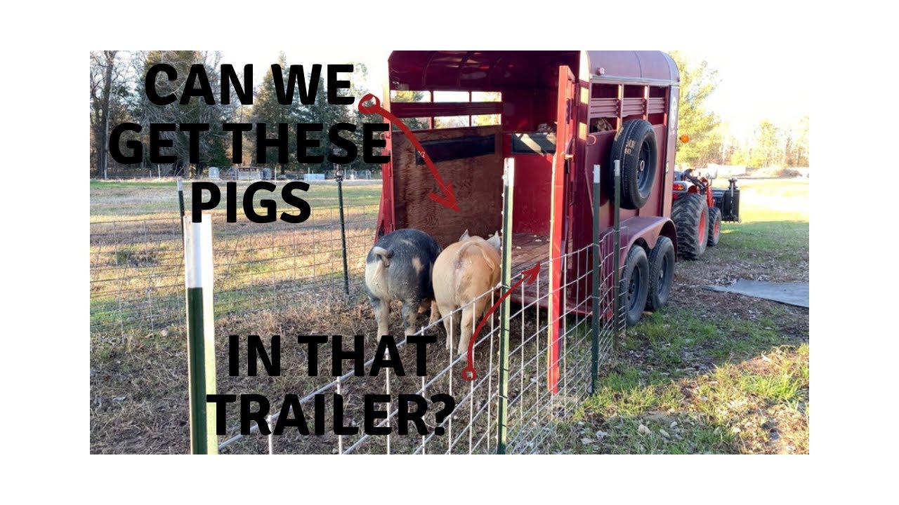 Loading Pastured Pigs Into A Trailer