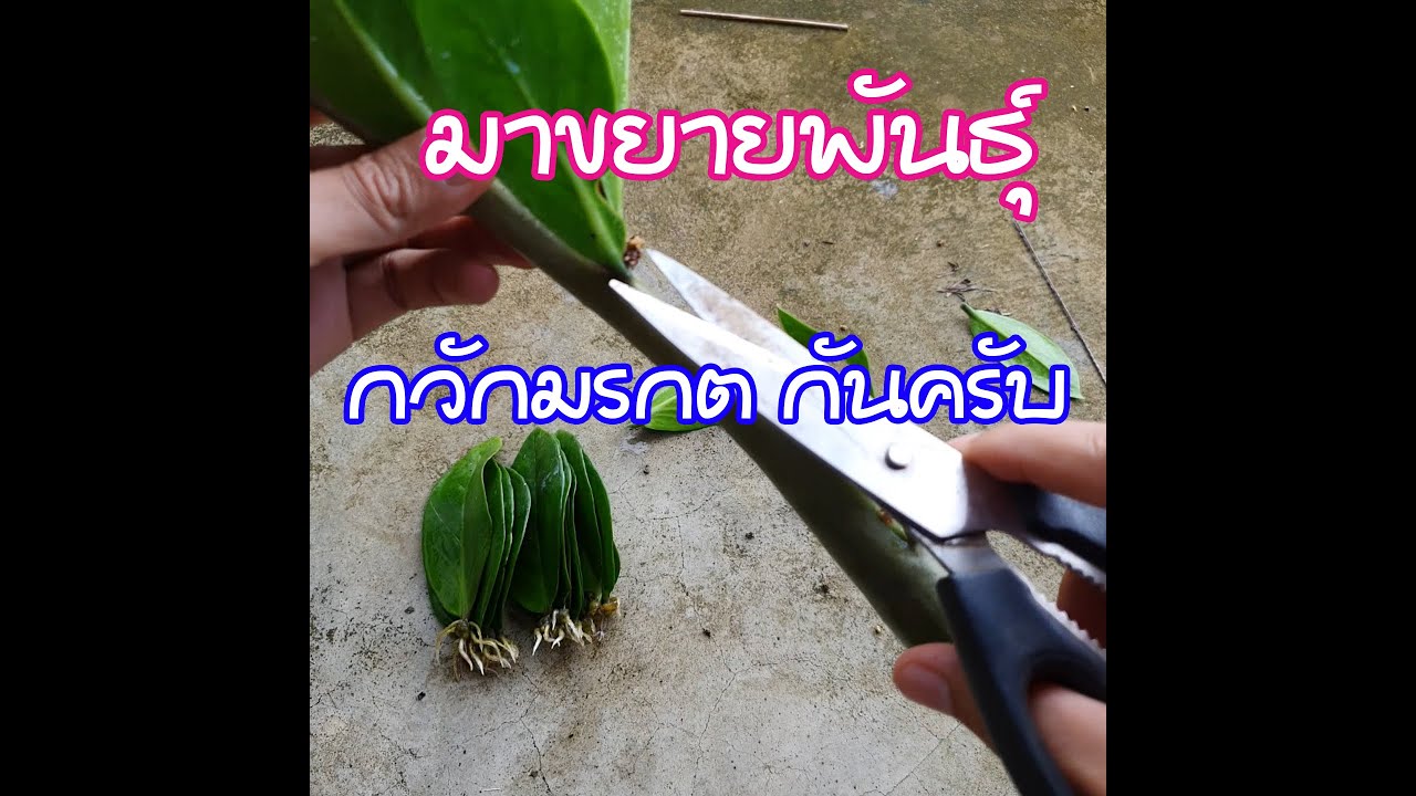 วิธีขยายพันธุ์ กวักมรกต ด้วยน้ำเปล่า