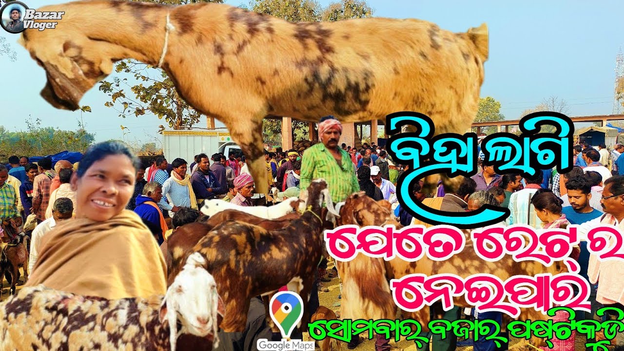 ଦେଶି ବିଦେଶୀ ଛେଳି ବଜାର୍  | ପଷ୍ଟିକୁଡ଼ି ବଜାର୍  | ଛେଳି ବଜାର୍ ପଷ୍ଟିକୁଡି @Bazarvloger🐐🐐