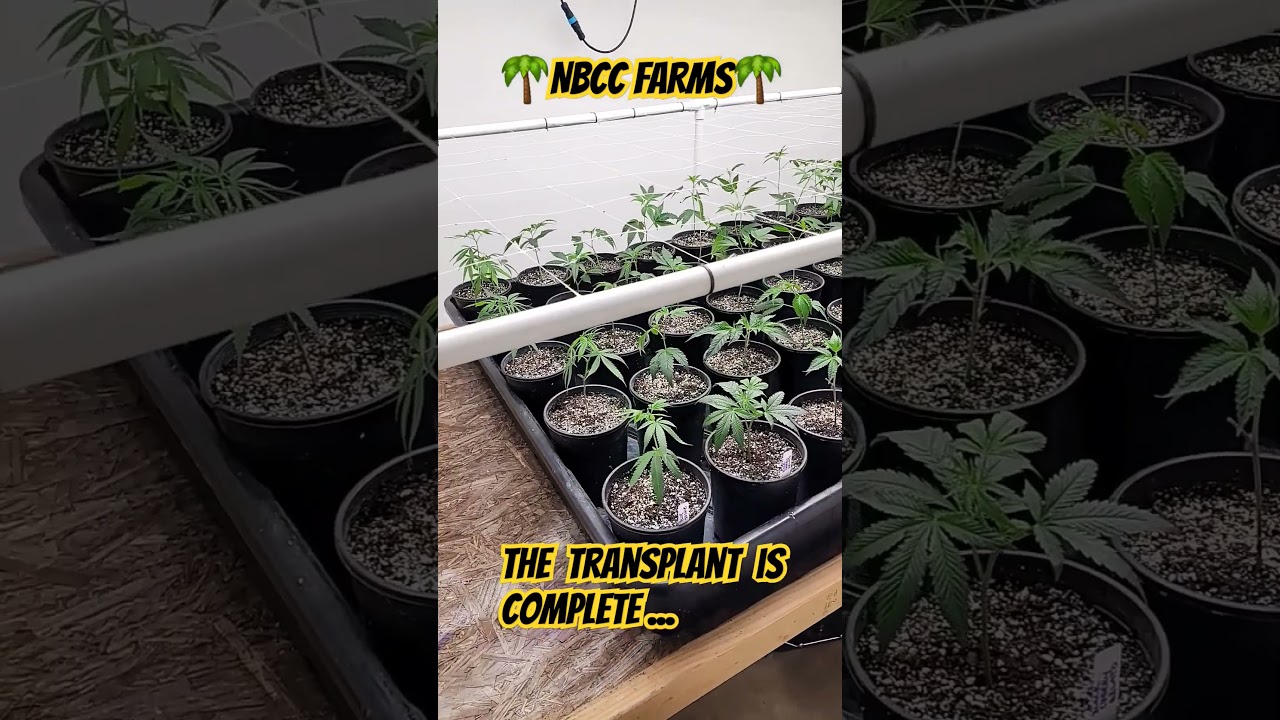 transplanting clones #new #asmr #garden #shorts #short #shortvideo #plant #clone