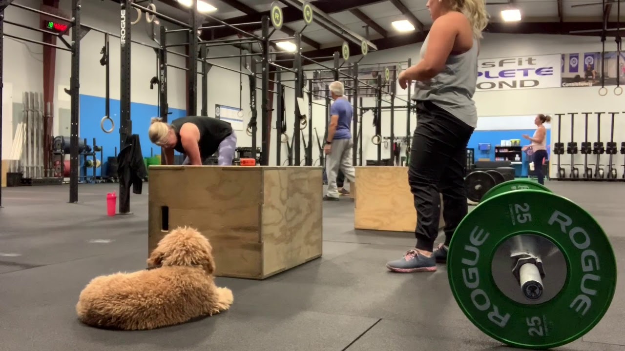 6 Month Old Cavapoochon | Best Cavapoochon Dog Training | Off Leash K9 | Board and Train | Oklahoma