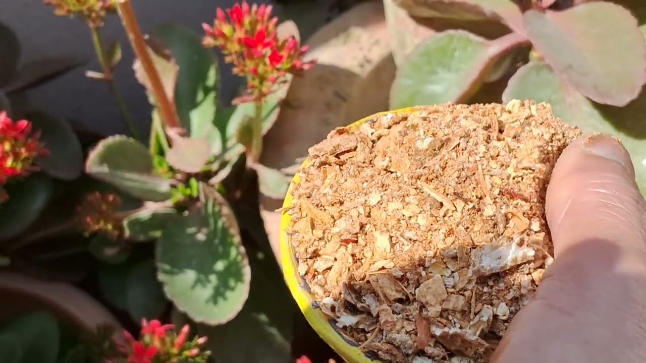 ज्यादा फूल पाने के लिए without chemical वाली खाद्य use kare