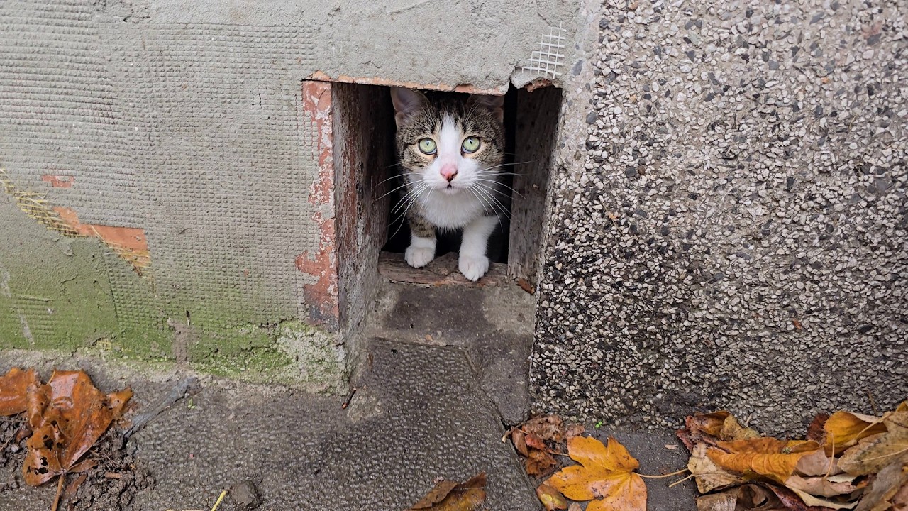 This Hole Became Home for an Entire Family of Stray Cats 🐱🏠