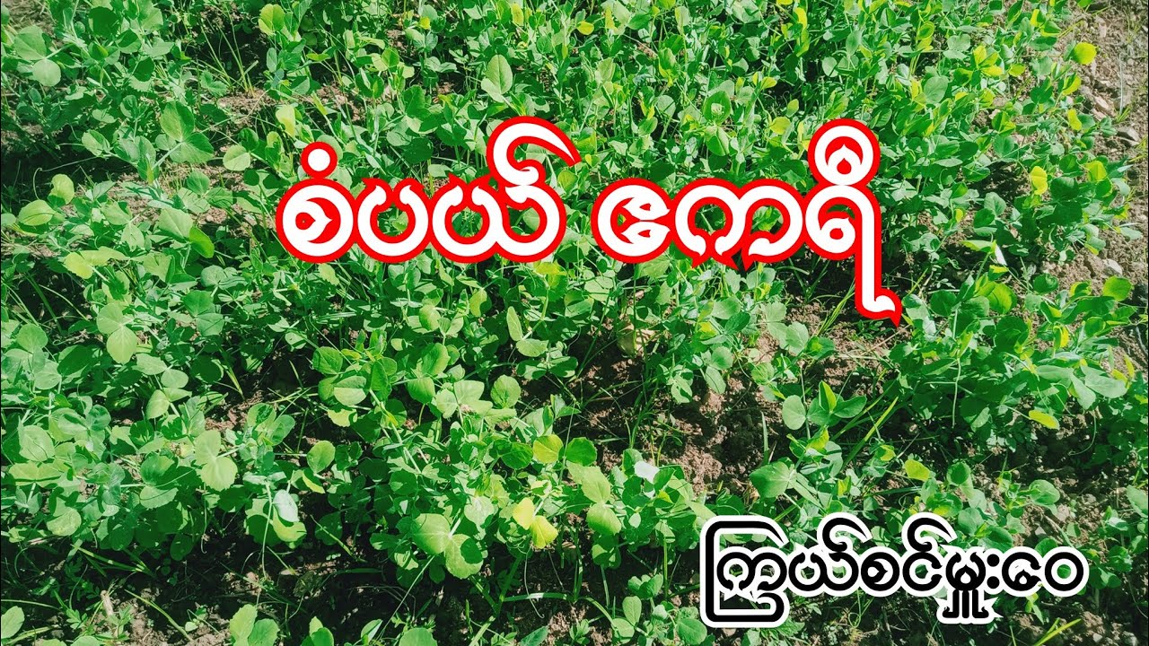 burmese audio story part 13စံပယ် ဧကရီ ကြယ်စင်မှူးဝေ
