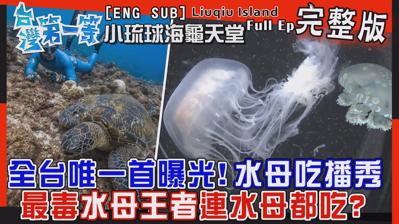 [全新] Sea Turtle【全台唯一首曝光！最毒「水母王者」吃播秀  /『海龜天堂』水下20隻海龜共舞不是夢！多到怕海龜high-five？】│2022.07.31│《台灣第一等》完整版