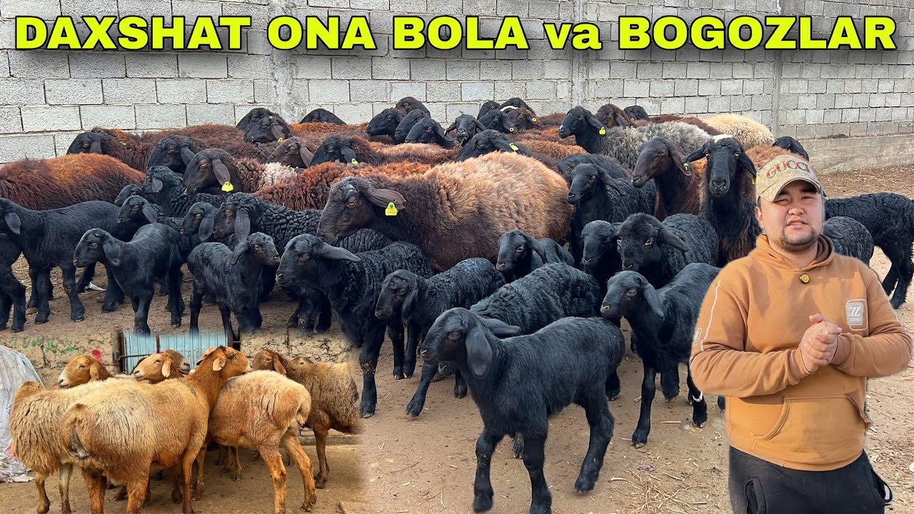 🔥 REKORD! Azizbekda ONA-BOLA va EGIZCHI BO‘G‘OZ SOVLUQLAR 😱🐑