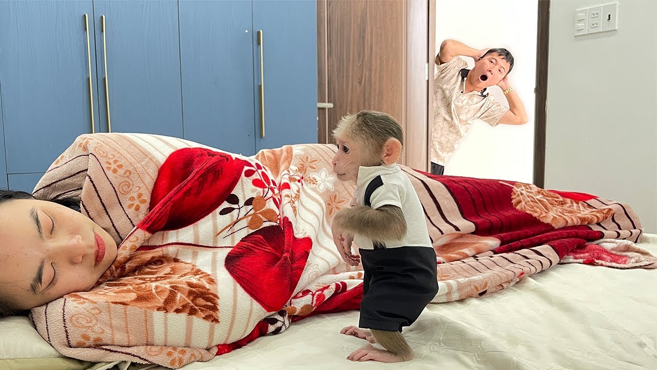 Try not to laugh!🤣 Cubis hid from dad sleeping with Aunt