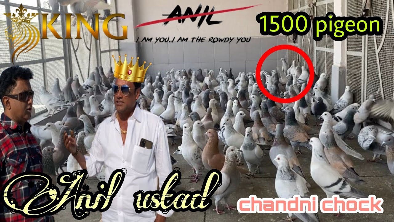 lakho rupey ka shok 1500 kabutar Anil ustad ka Zabardast shok | Anil ustad