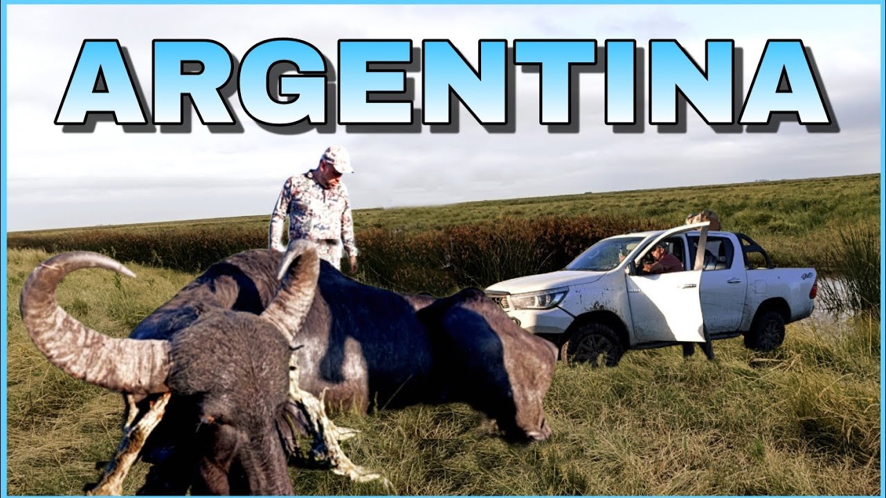 CAZA EPICA EN ARGENTINA: BUFALO GIGANTE DE 1250 KILOS (&iexcl;M&aacute;s que un Renault Clio!)