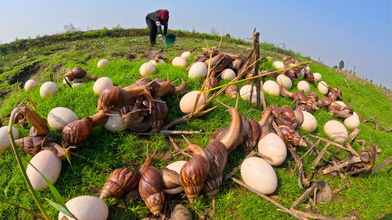 Collecting Giant Snail Eggs in the Field | Amazing Harvest