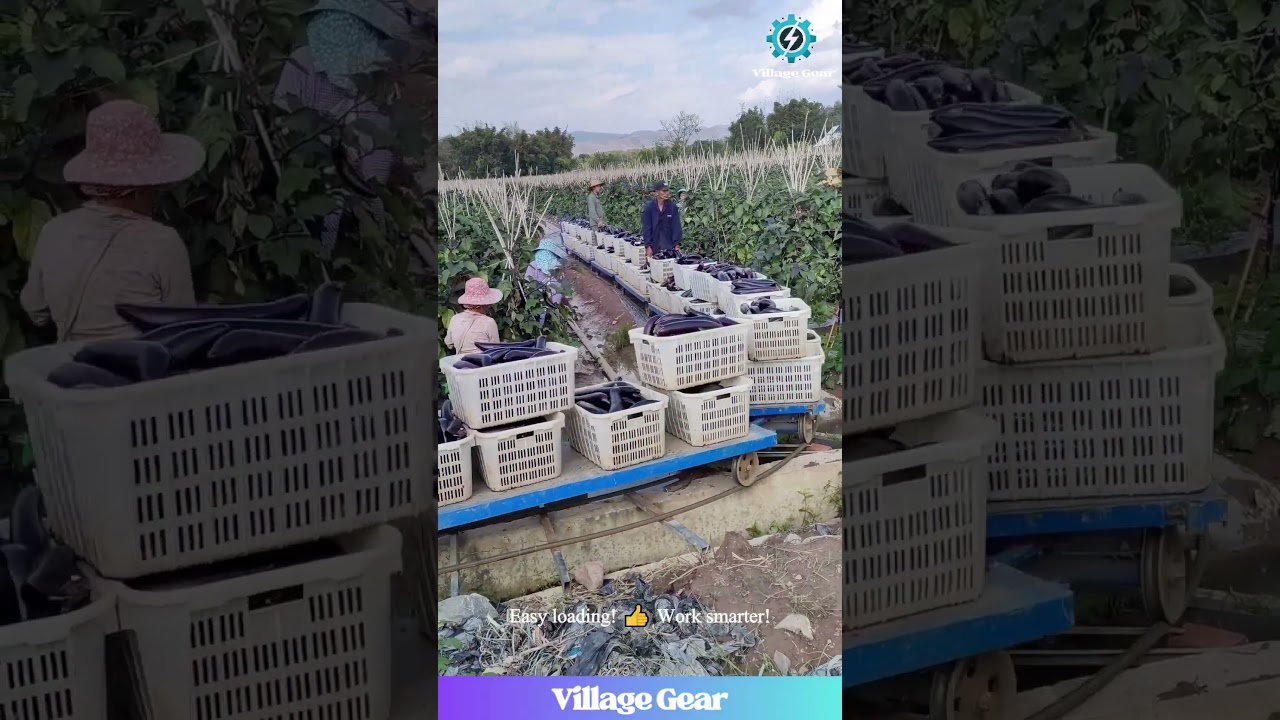 This Eggplant Farm's Got a MINI TRAIN & It's So COOL! 🍆🚂 #farming #eggplant #harvest #cooltech
