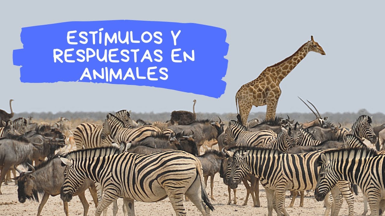 Est&iacute;mulos y respuestas en los animales - Barrionuevo, Depiante y Longhi 3&deg; A