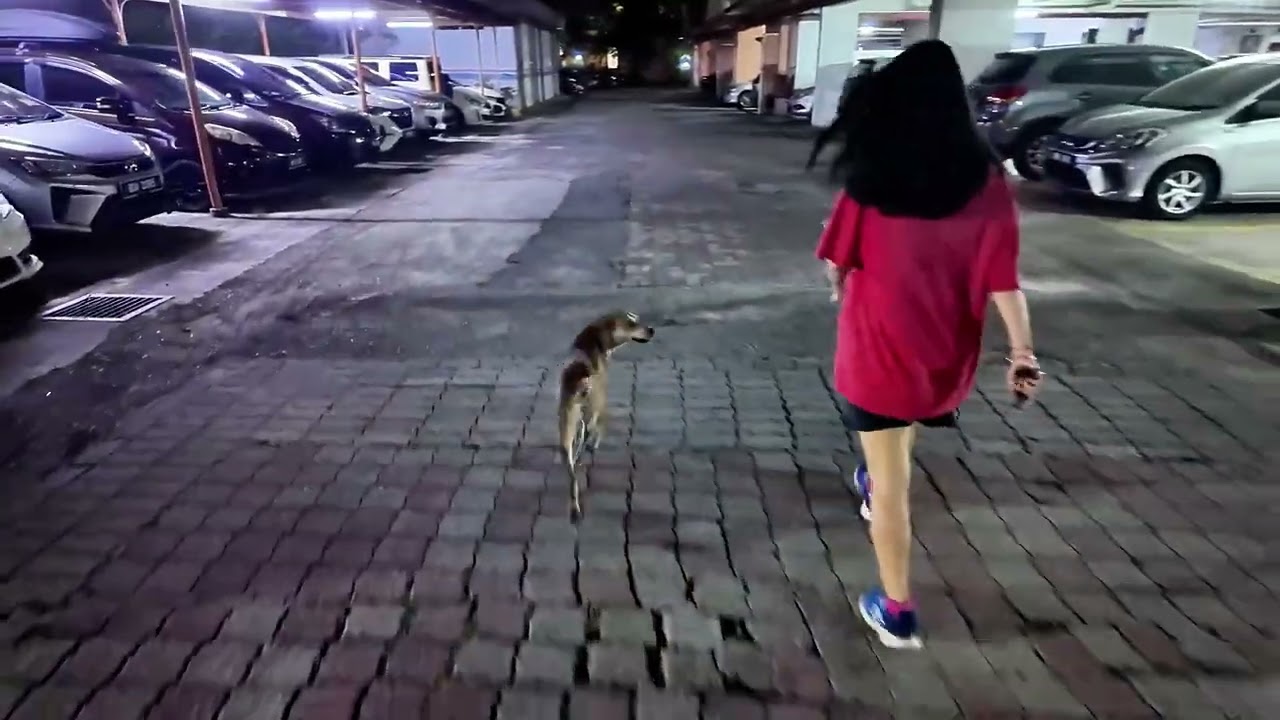 Our Faithful Morning Jogging Partner/我们最忠实的晨跑小伙伴