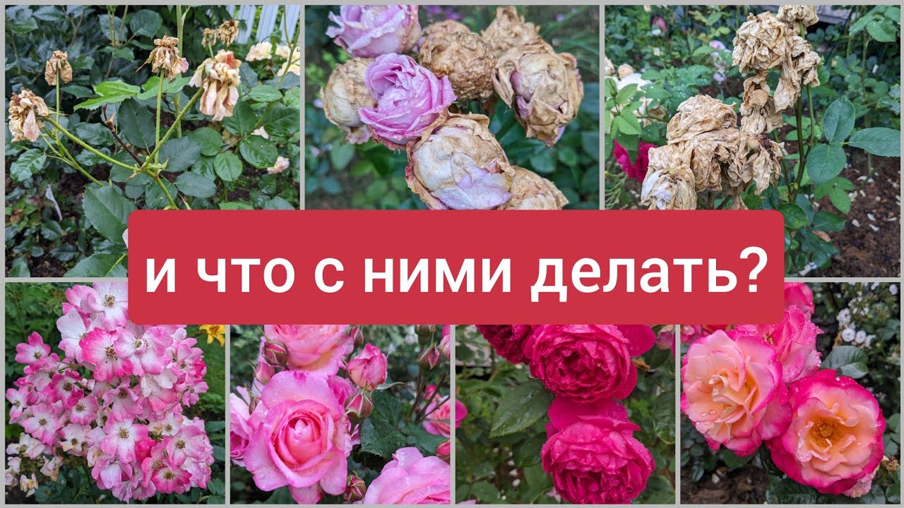 Муки 
