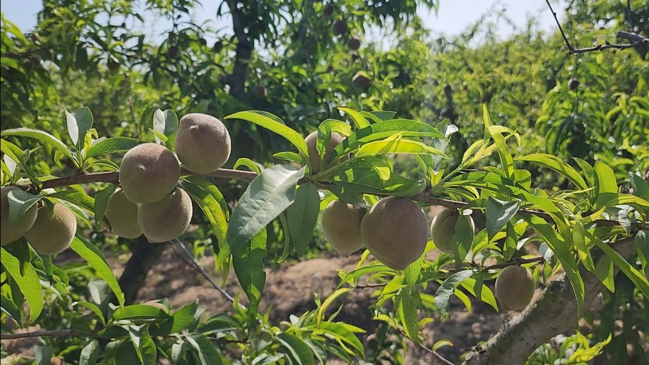 الفرصة الأخيرة  👌 في تحجيم ثمار الخوخ 🍑