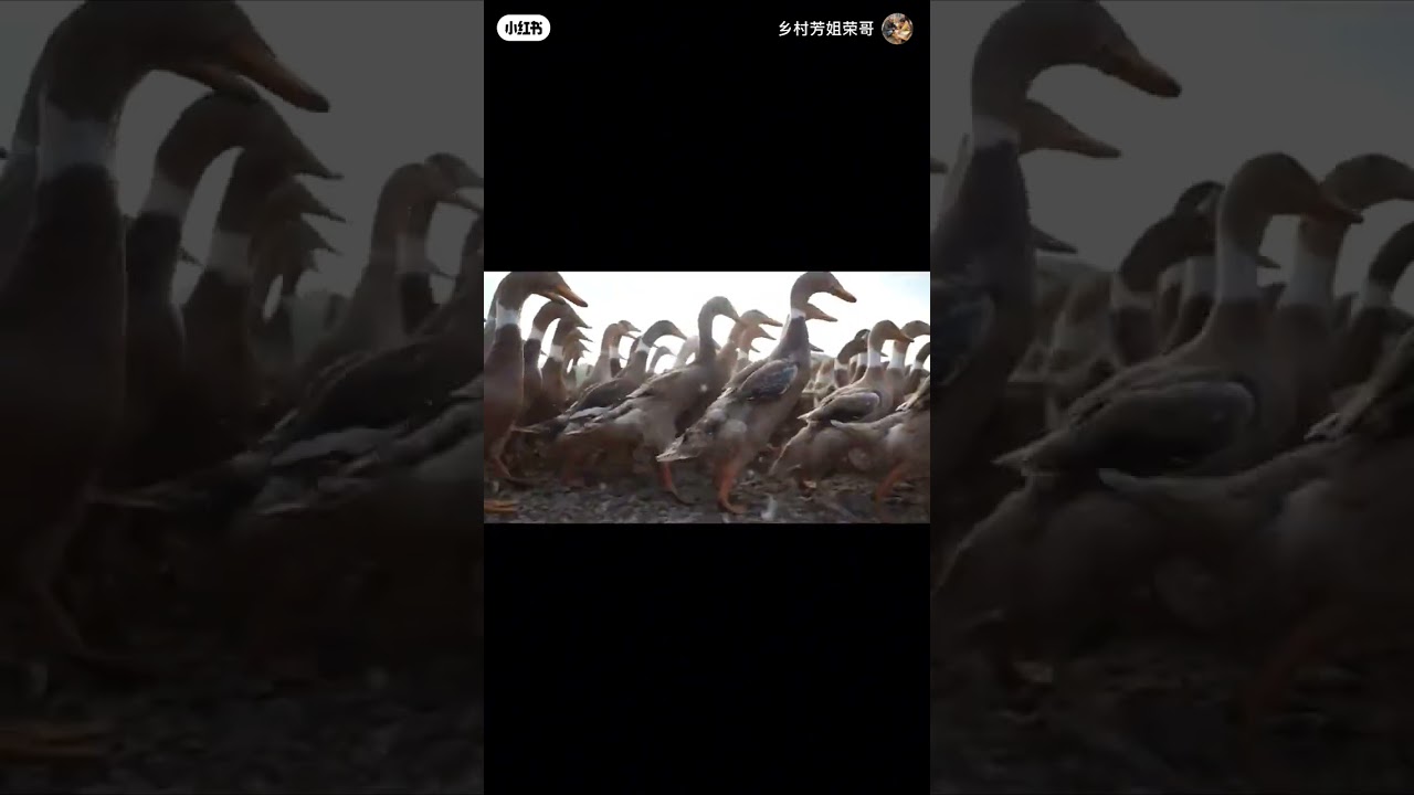 &ldquo;수천 마리 오리떼의 대이동 🦆&rdquo;#오리떼 #duckarmy #오리대이동 #duckparade #오리떼이동 #오리농법 #massiveducflock #중국오리떼