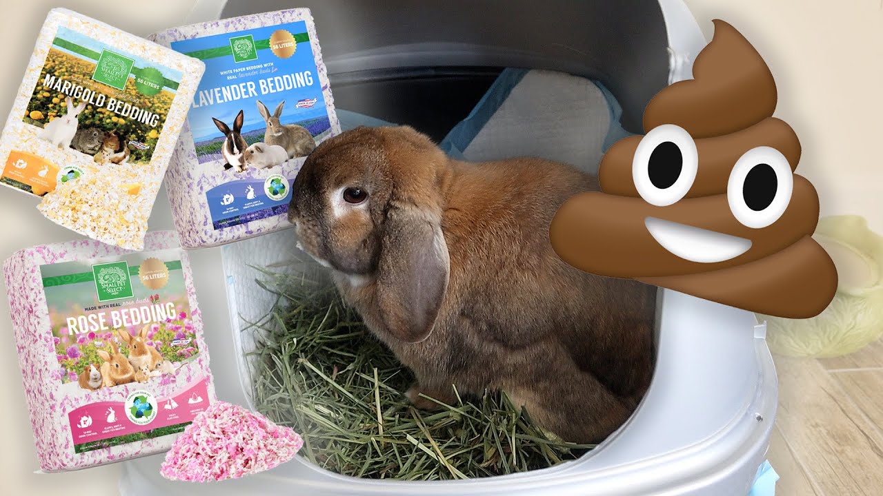 How to Potty Train a Rabbit