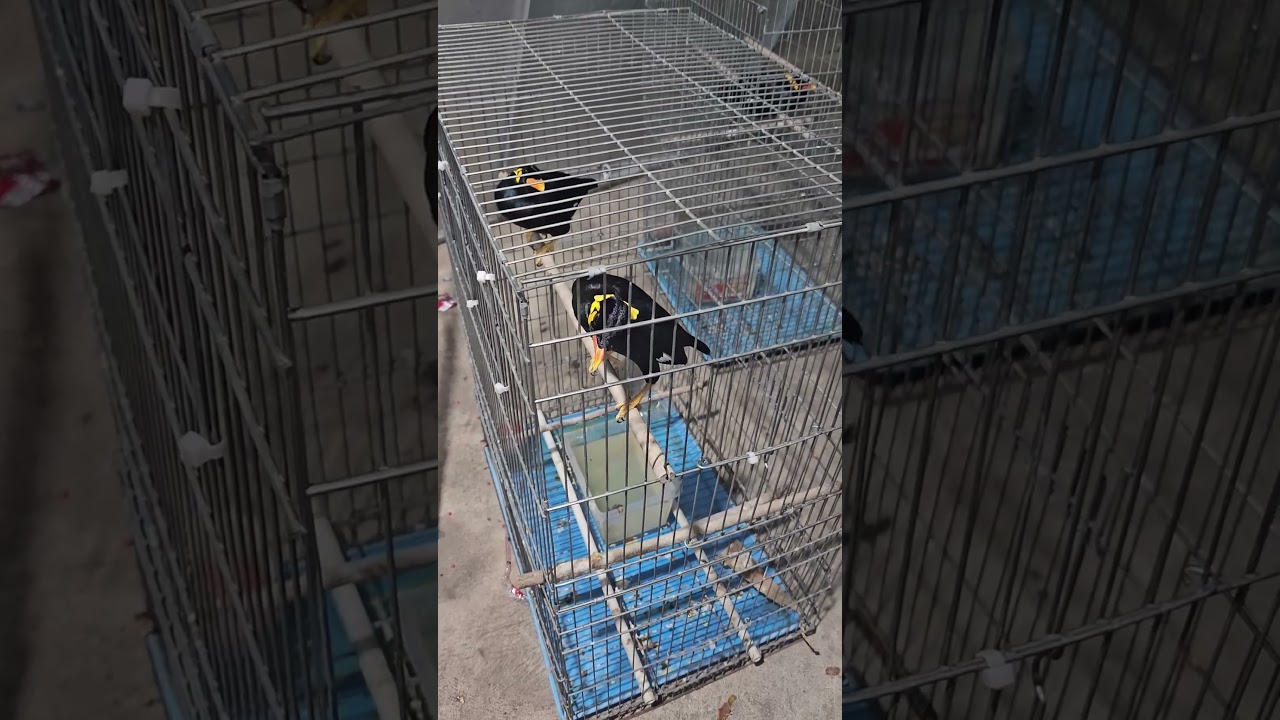 Talking Birds Mimic Cat Meow in Cambodia! 🐦😺