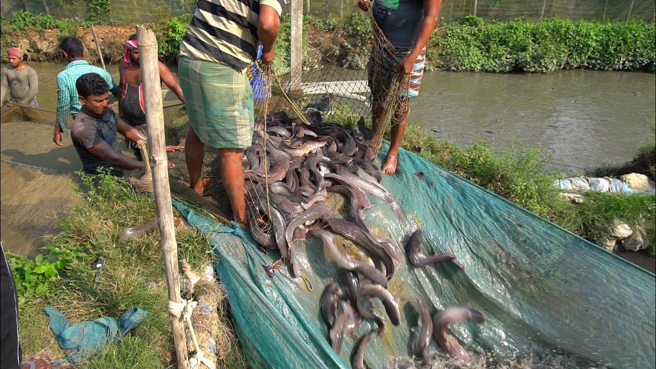 Hybrid Magur Fish Harvesting Process | Catfish Farming Business in Asia | হাইব্রিড মাগুর চাষ
