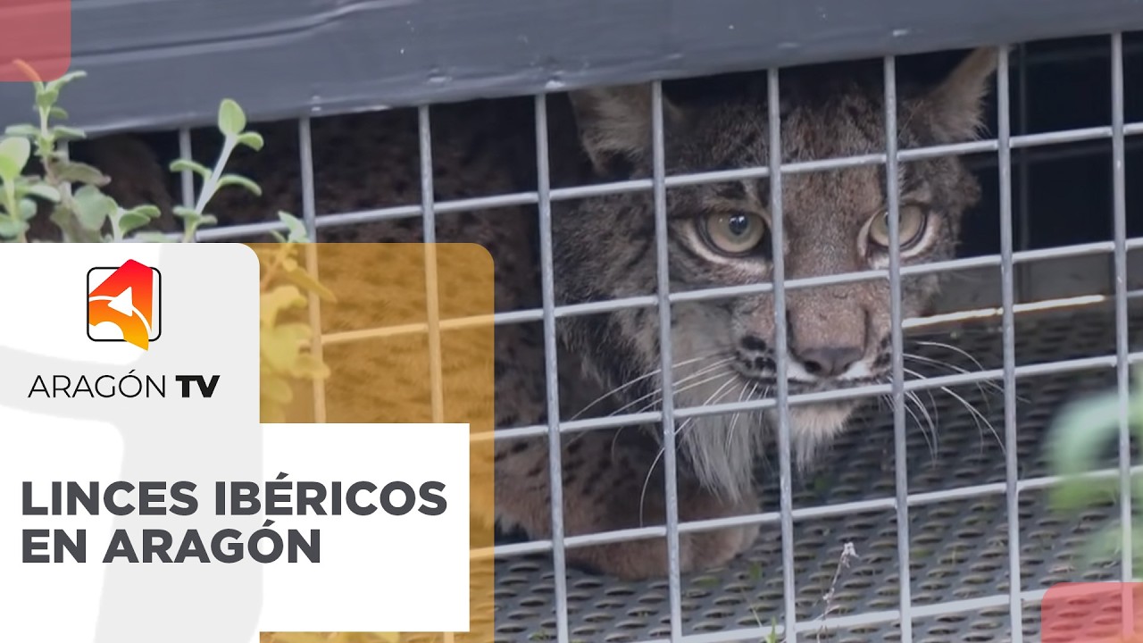 Comienzan los preparativos para que Aragón reciba en marzo dos linces ibéricos procedentes de Doñana
