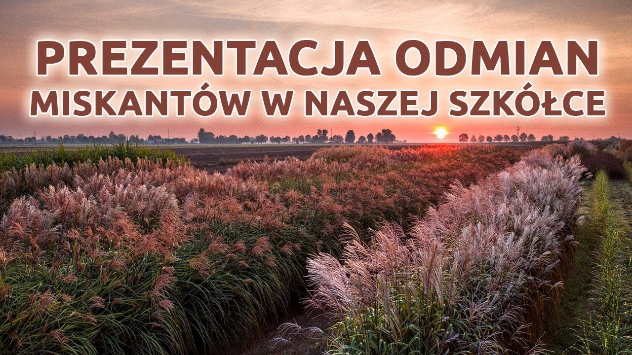 Prezentacja odmian miskantów w Szkółce Słowińscy - TRAWY OZDOBNE