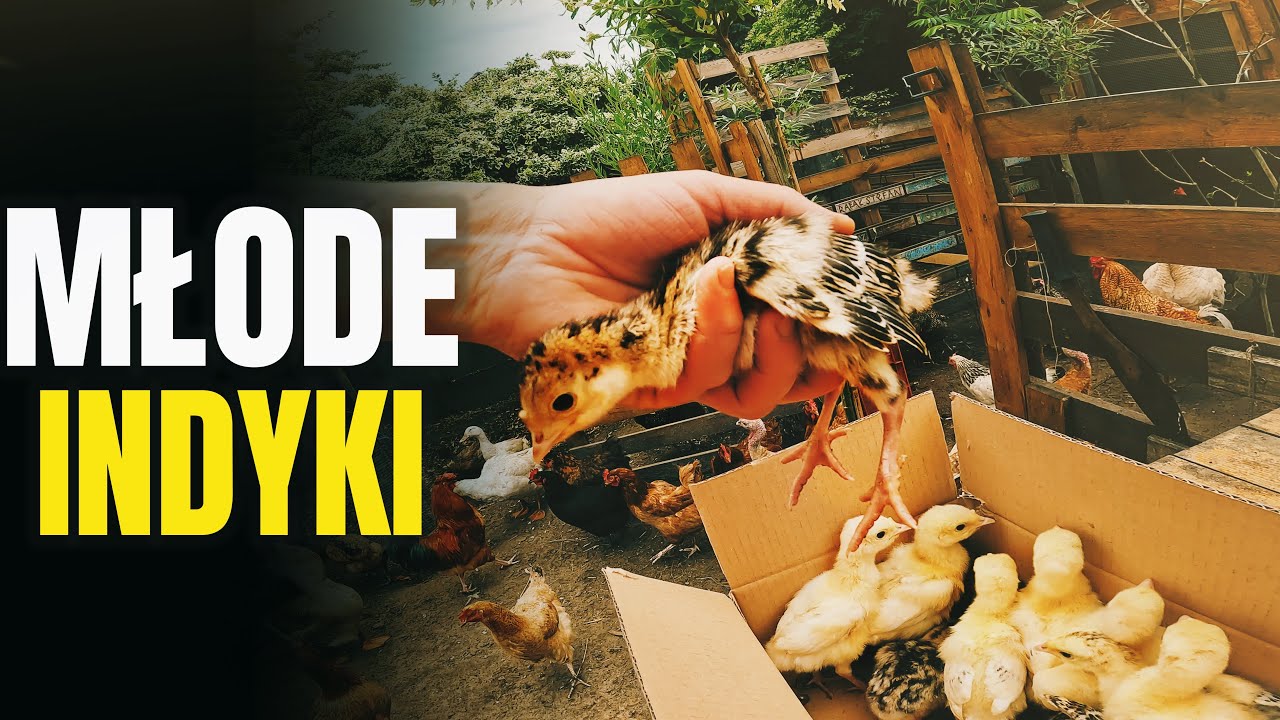 🦃 CZY MATKA PRZYJMIE NIE SWOJE DZIECI ? 🦃 indycza ucieczka ! MOJE MINI ZOO . odc. 414