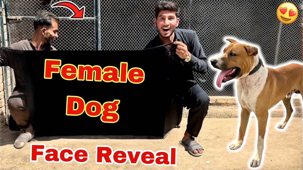 Heavy Bully Dog Badshah Ki Ka Wife Face Reveal 😍