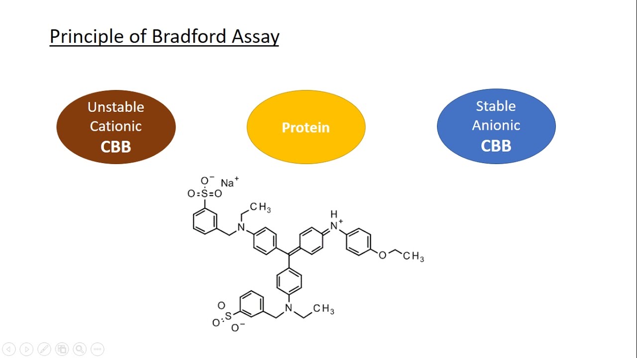 A full explanation about Bradford assay, Coomassie Brilliant Blue and the calibration curve